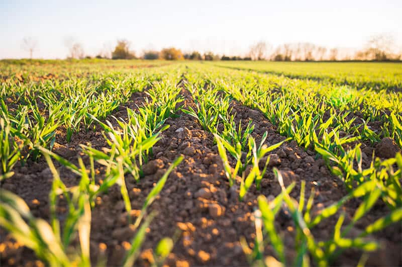 agricultural setting