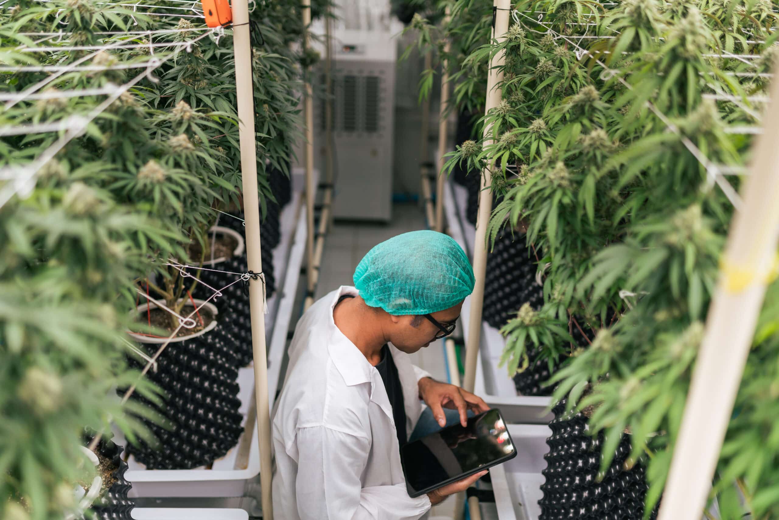 cannabis cultivation technology in indoor grow facility cellular IoT agtech