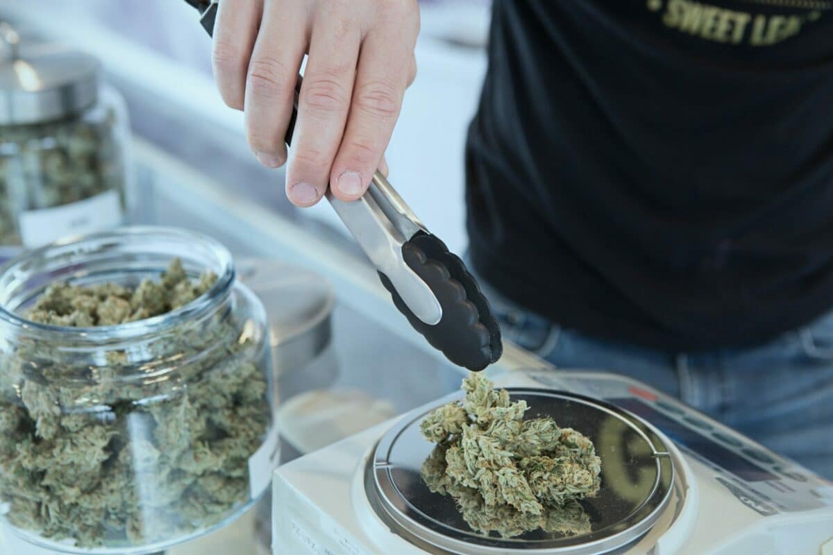 cannabis cultivation dry weight cannabis supply chain