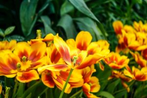 orange lillies in the sun